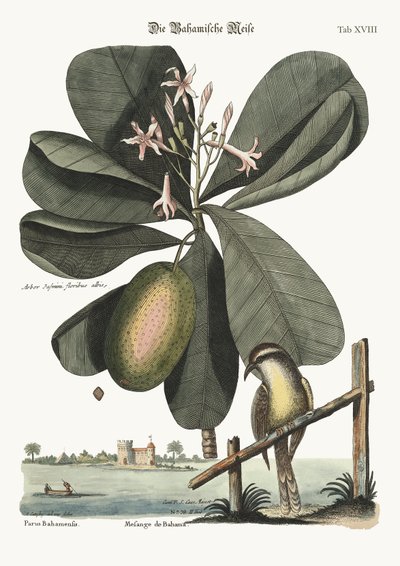 El carbonero de las Bahamas, 1749-73 de Mark Catesby